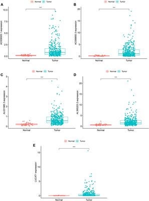 Identification of a Ferroptosis-Related Long Noncoding RNA Prognostic Signature and Its Predictive Ability to Immunotherapy in Hepatocellular Carcinoma